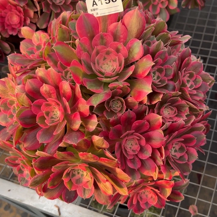 150妖月30厘米左右多肉