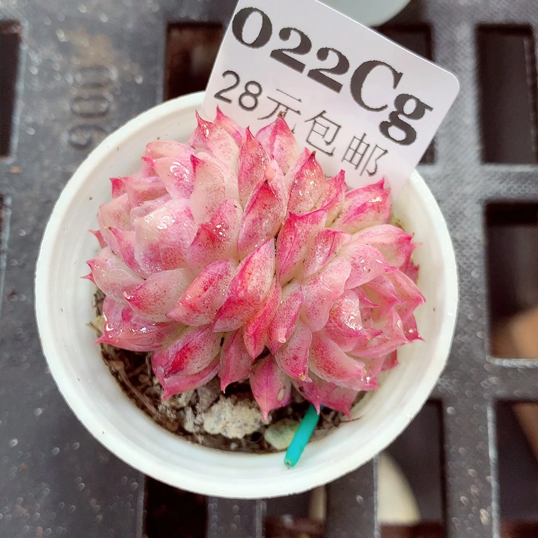 5厘米盆精控多肉022