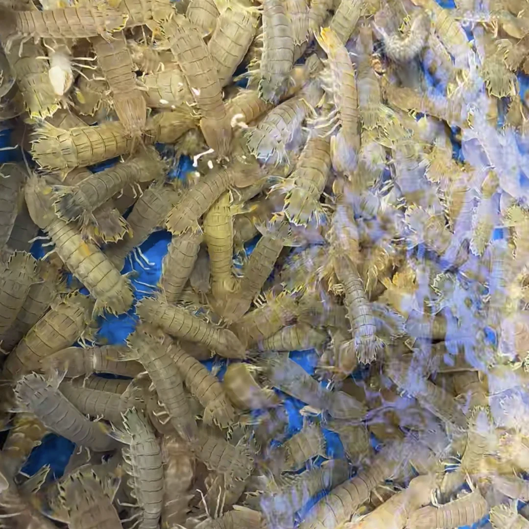 当季爬爬虾一斤（活动款）