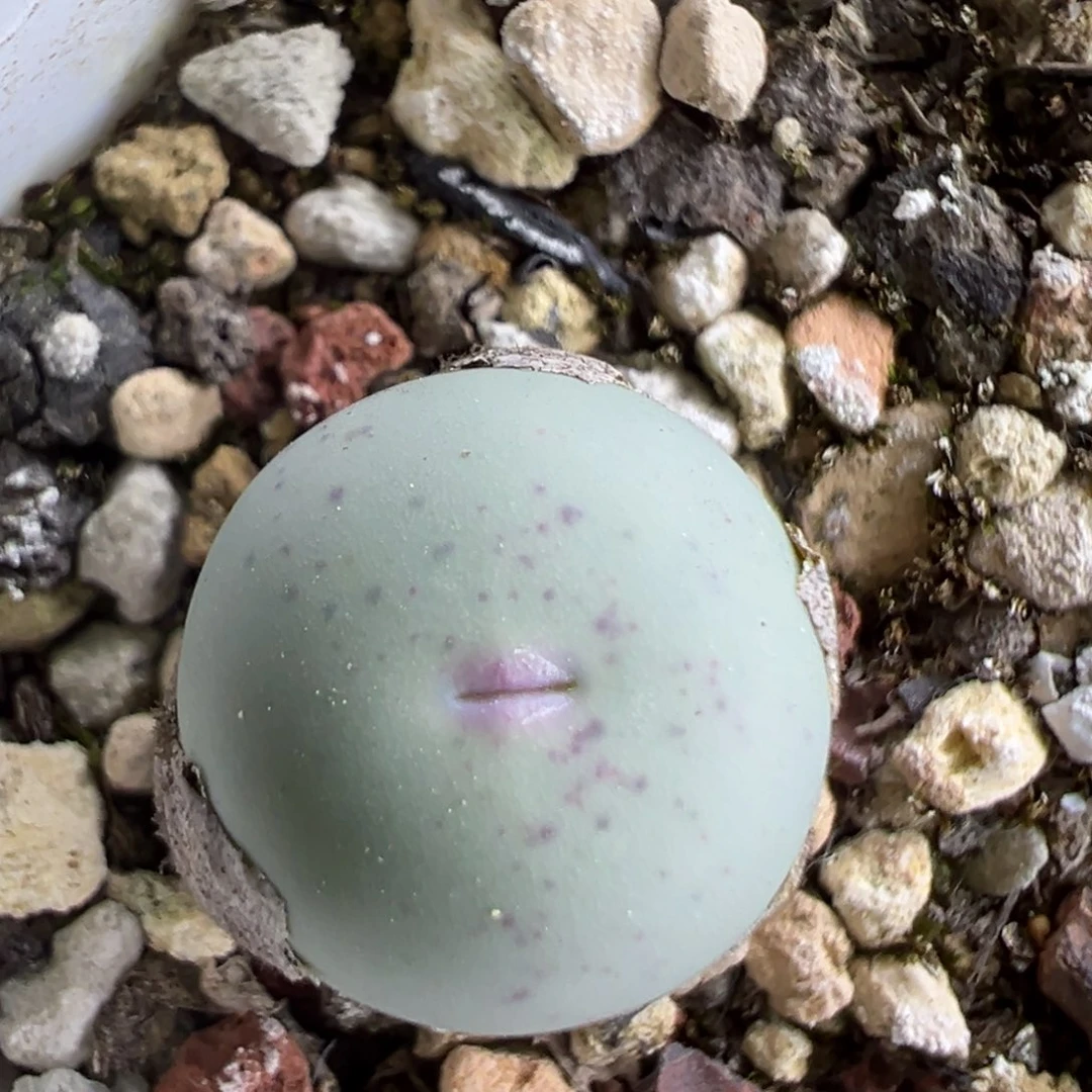 V嘴 v嘴 肉锥植物