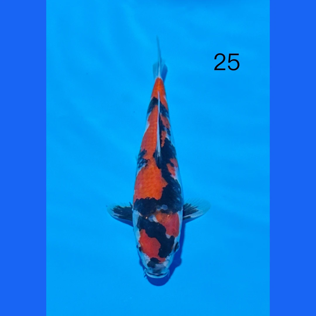 编号250119-07 锦鲤鱼27cm【多摩龙】出品