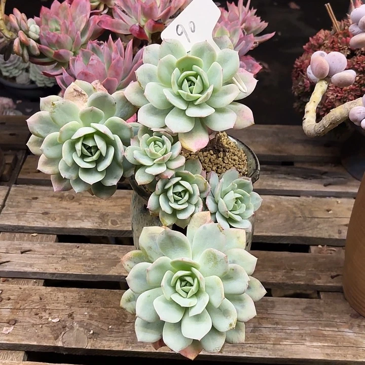 多肉植物，恋曲90号