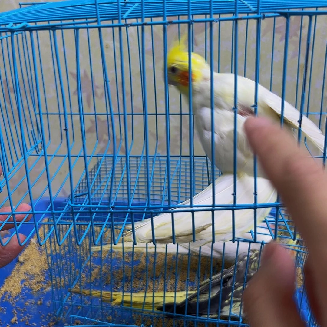 玄凤鹦鹉/鸡尾鹦鹉少毛旋风168一只