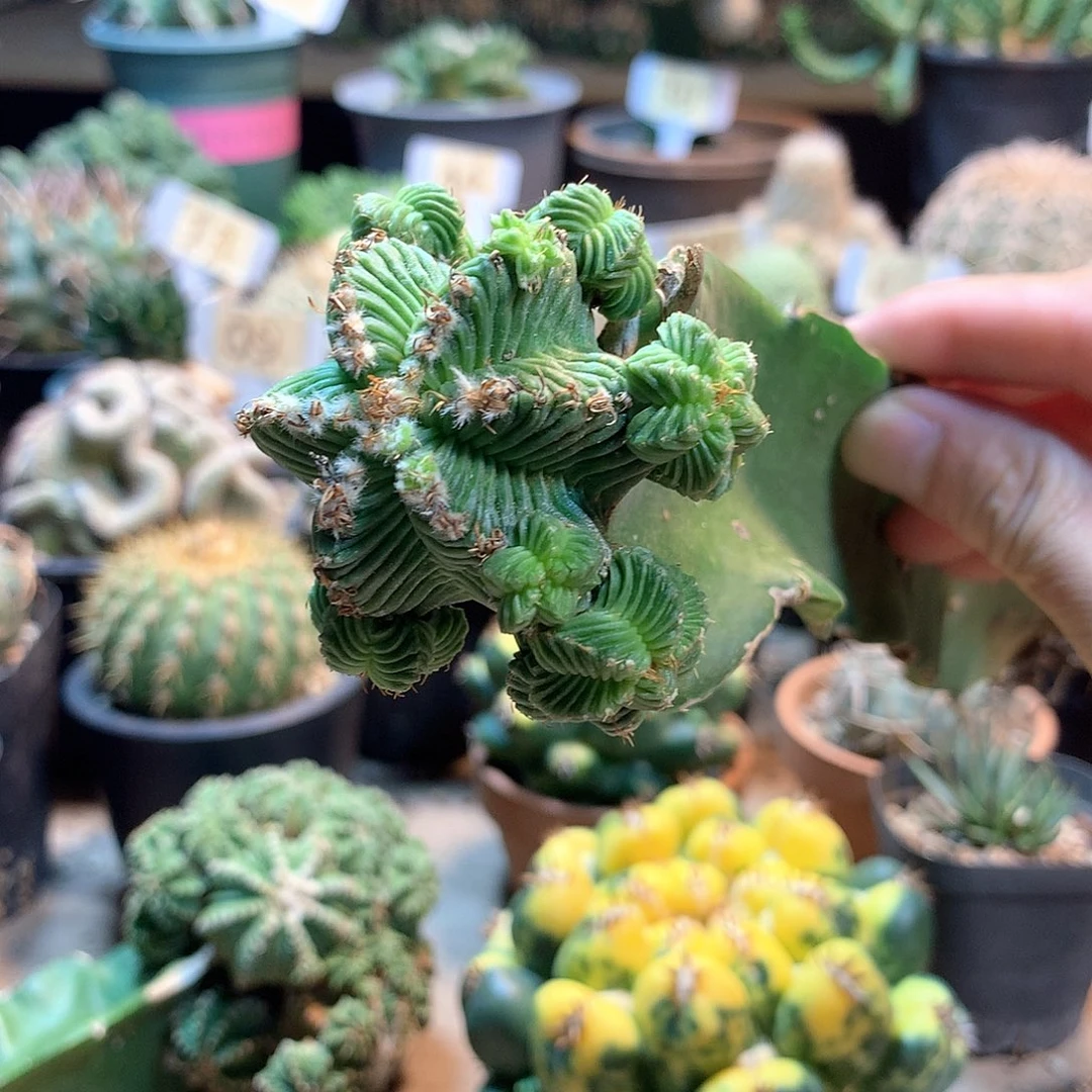 五星花笼