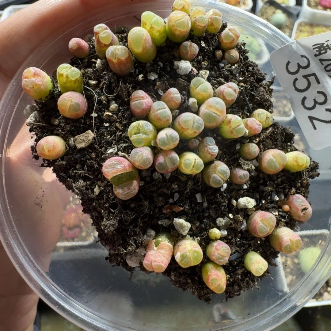 3532。小磁铁。多肉植物