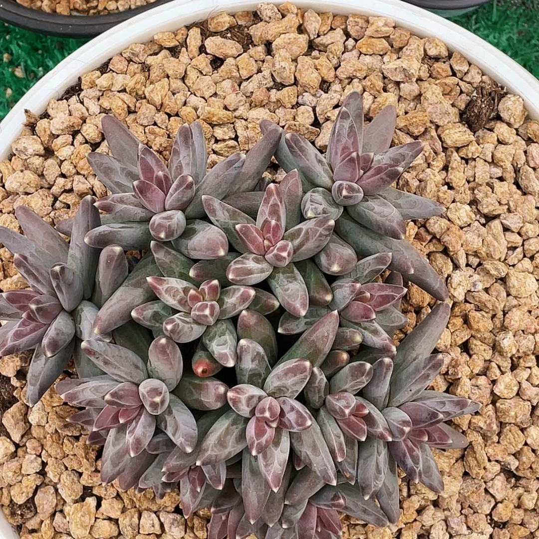 整桩无砍多头凤羽美人一颗