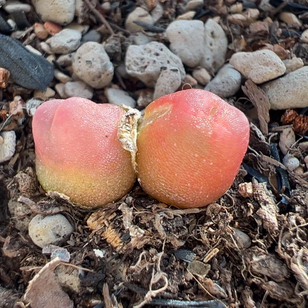 双头粉拉登多肉多肉