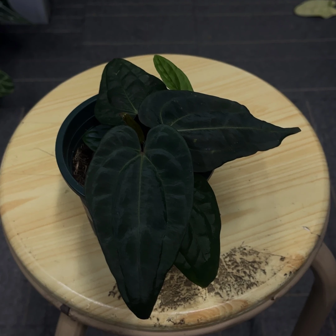 无花朵黑凤凰杂papi888（留红心