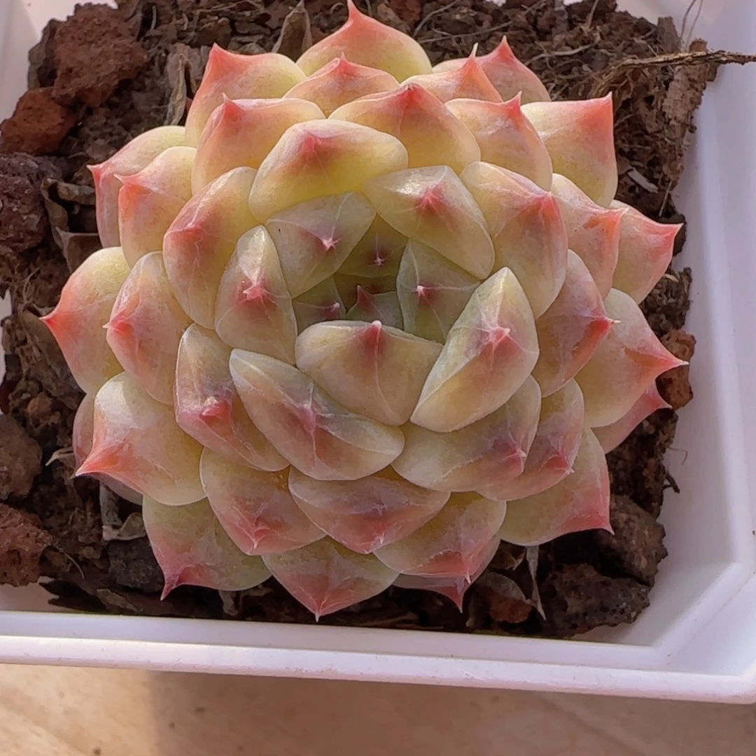 冰魄精控一物一拍