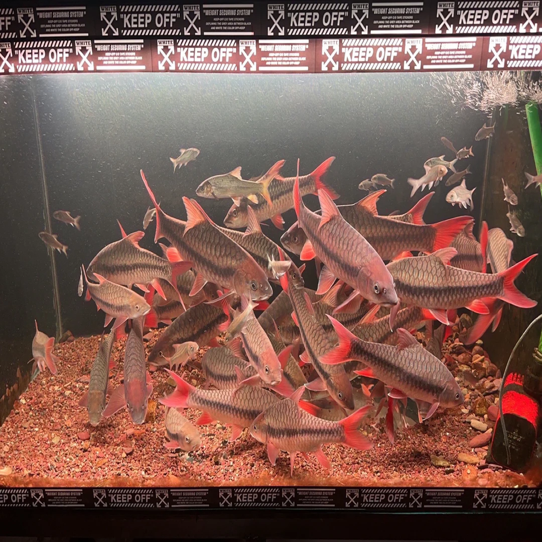 红腹国结观赏鱼苗皮实好养适合新手