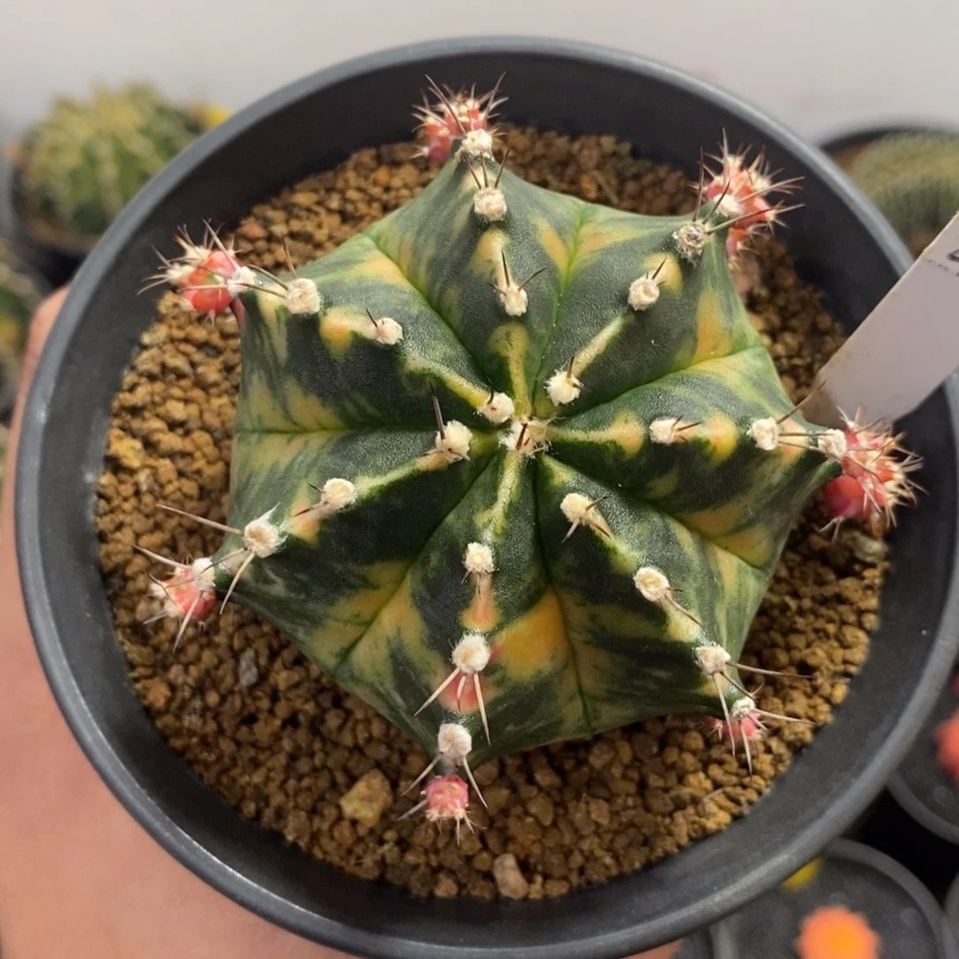 泰系铭品米哈—带盆土发货16