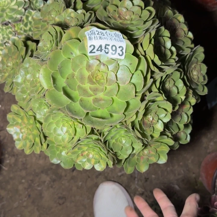 24593抹茶多肉植物