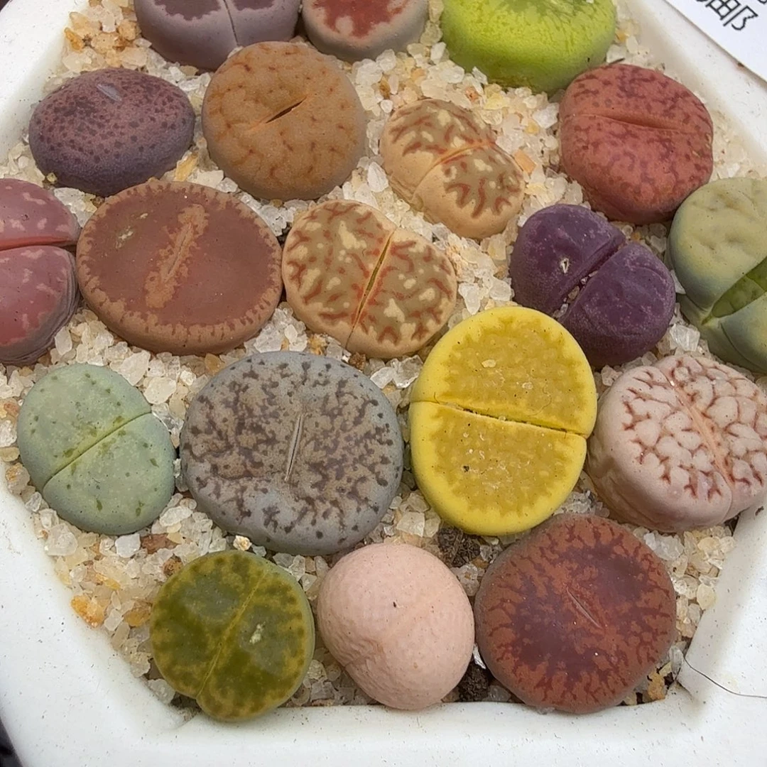 是一个不想被束缚到自己想775不