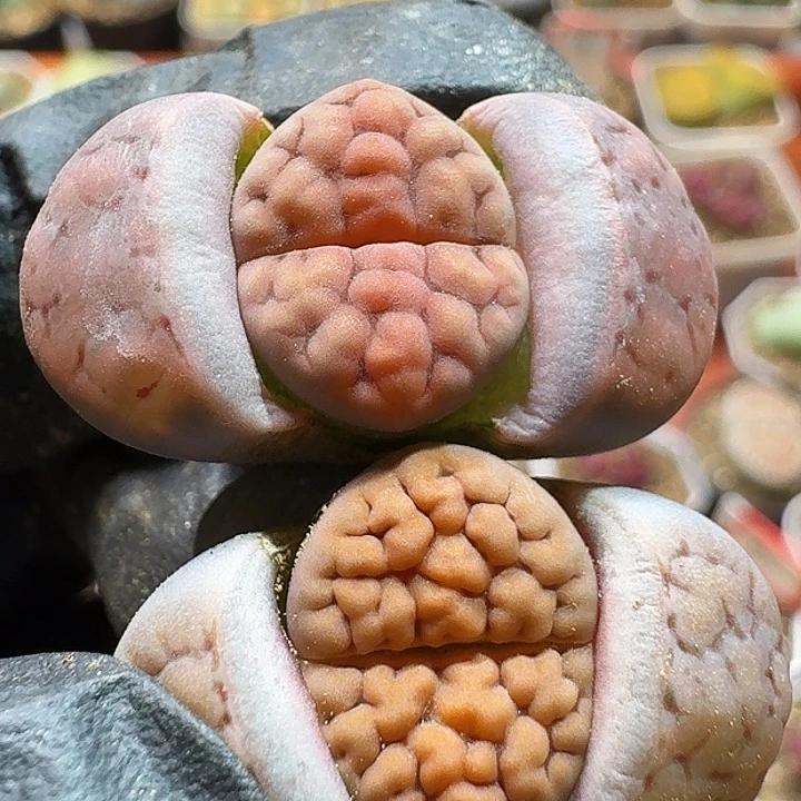 生石花233:3。 228