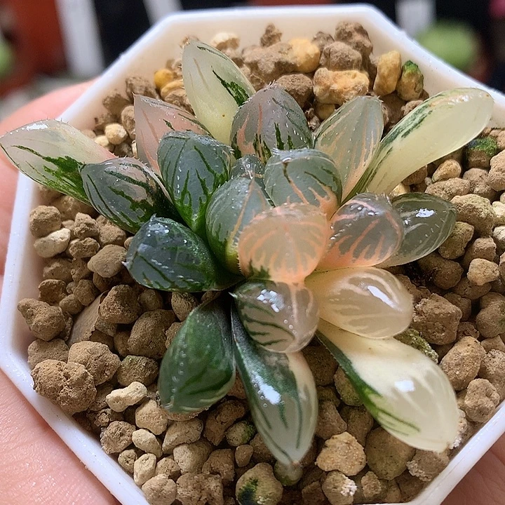 Oh玉露锦带盆土发货undon