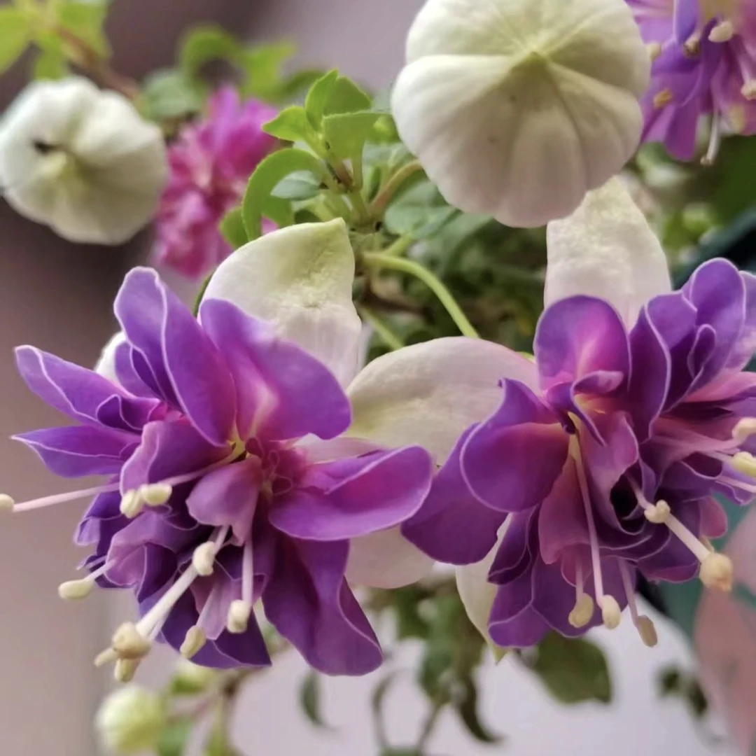 金婚倒挂金钟丛生盆栽庭院阳台爆花强花卉新手易养护生花苞发货