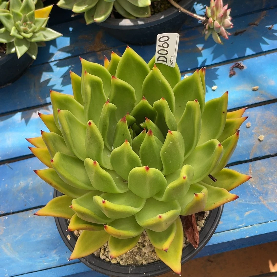 若如东云单拍D060