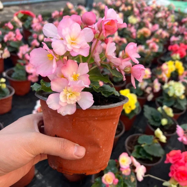 【光荣粉】丽格海棠，掉花掉叶正常介意勿拍