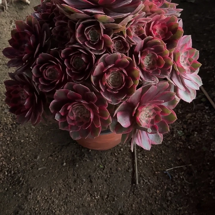 多肉植物☁️荷锦…………