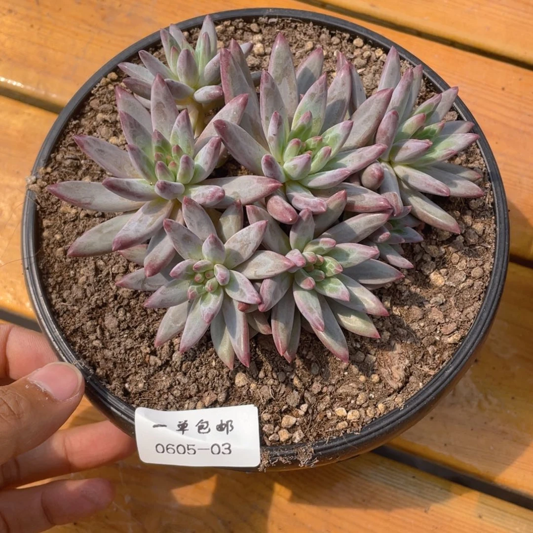 0605-03-虞美人。。。。。。