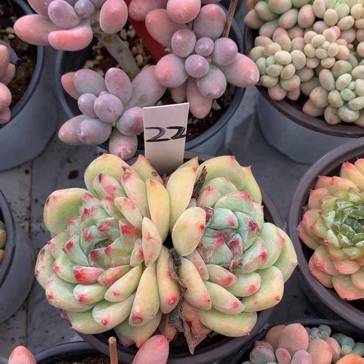 多日子合集727272737