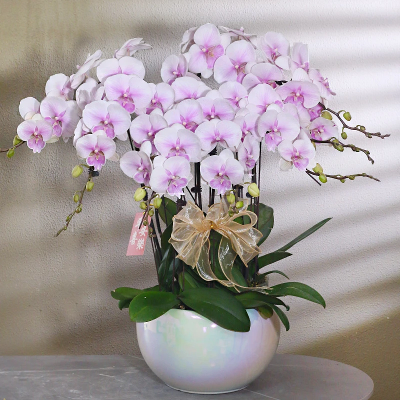 蝴蝶兰【甜美人】带花带盆组好发货送蝴蝶结乔迁庭院 别墅年宵花