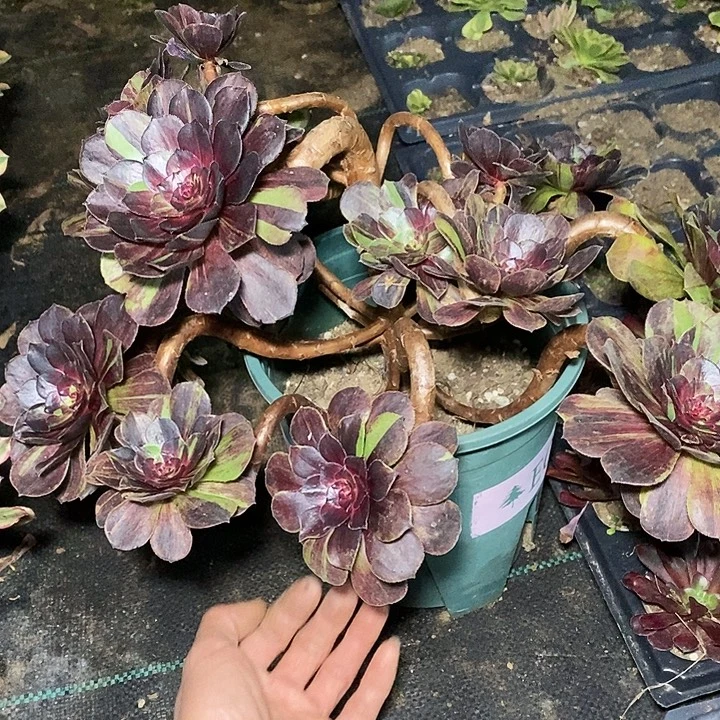 多肉植物保护研究所