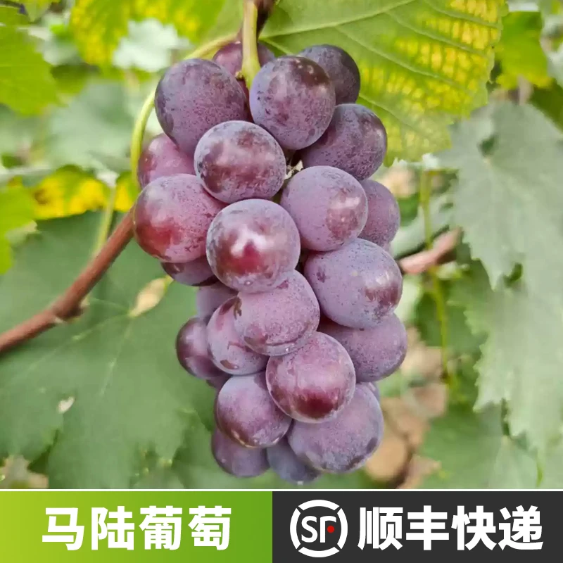 【马陆巨峰葡萄】2串 马陆葡萄园直摘 江浙沪皖顺丰包邮