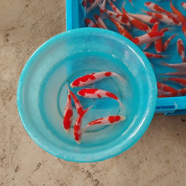 海水鱼顺丰包邮开箱包活2，备损1条