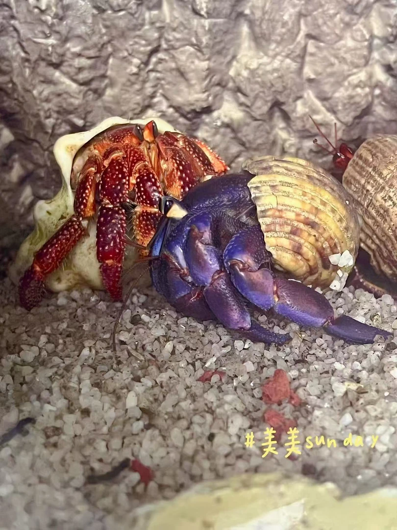 草莓紫陆里拉短腕，陆生寄居蟹懒人宠物