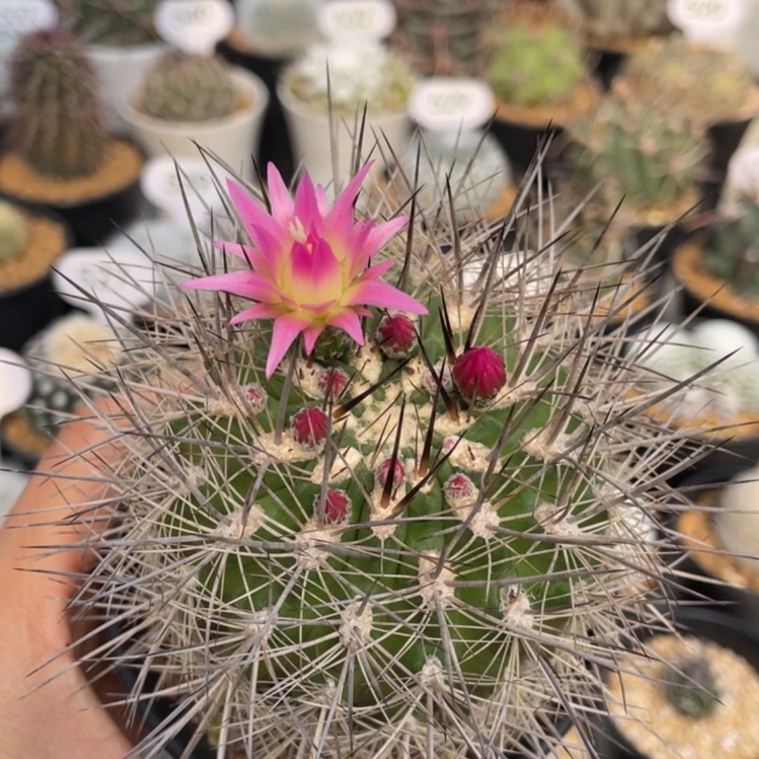 刺琥玉        实生根