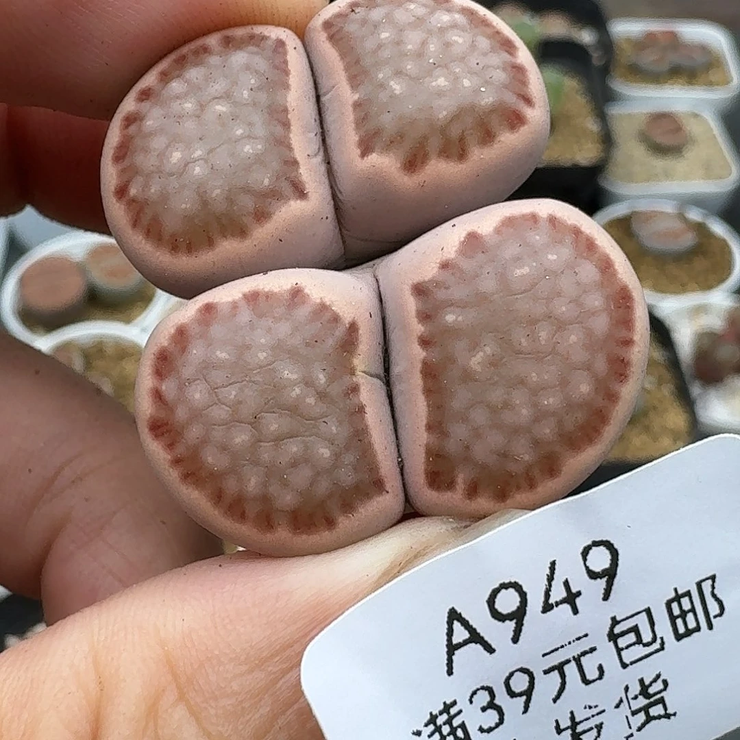 949多肉哈哈哈哈哈哈哈