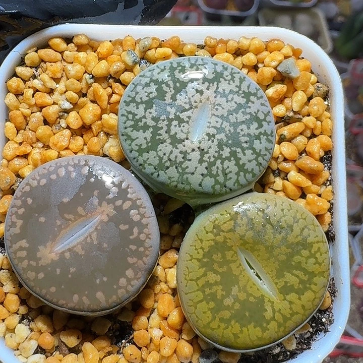 生石花121222。   285