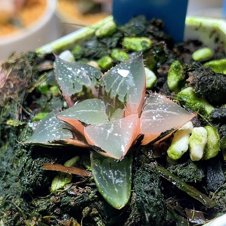 989酒吞锦特选福利