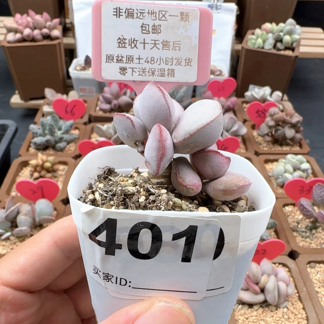 401白肌红蛋多肉植物