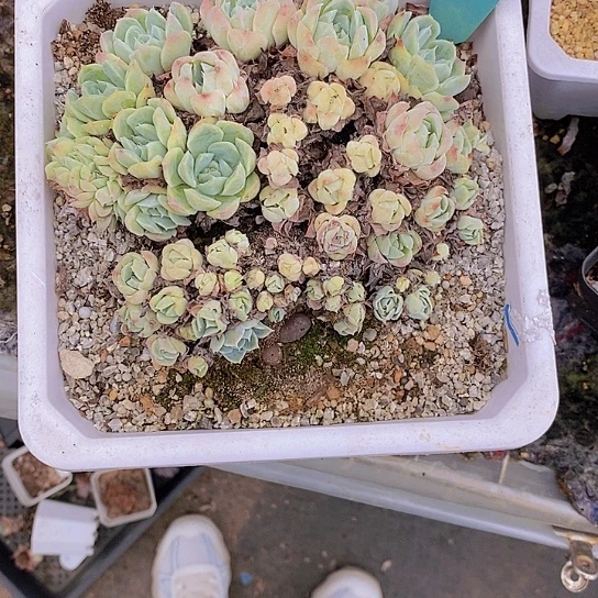 夜**兰854多肉植物老桩