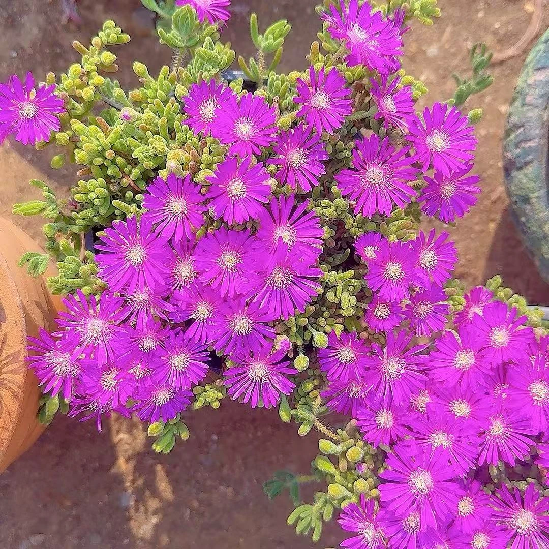 冰晶枝干番杏  小谢多肉以直播展示开花多肉