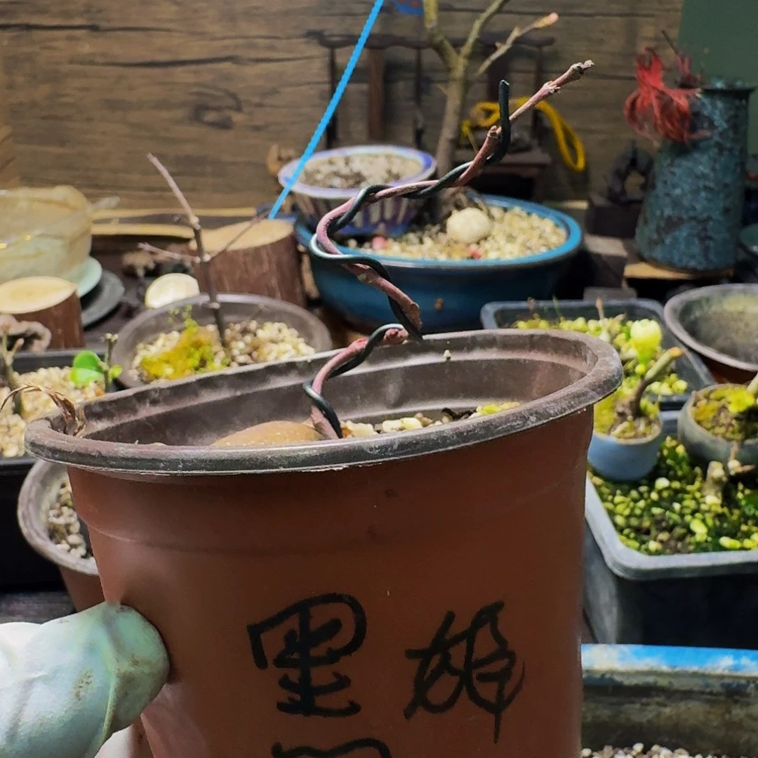 日本原生枫树黑姬扦插苗