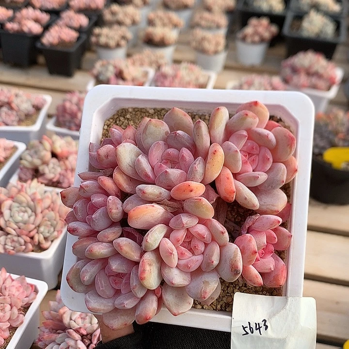 12.9厘米七头有砍樱花粉溏心橙子 5643