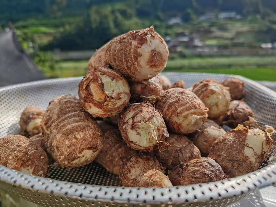 筠连农家现挖小芋头芋儿子软糯粉滑