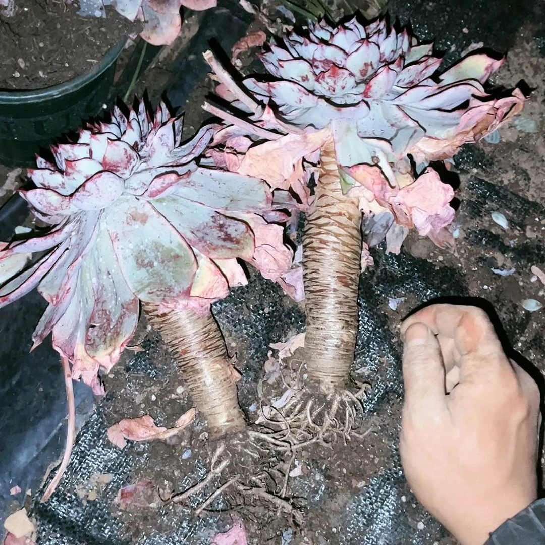赫拉3颗20多肉植物