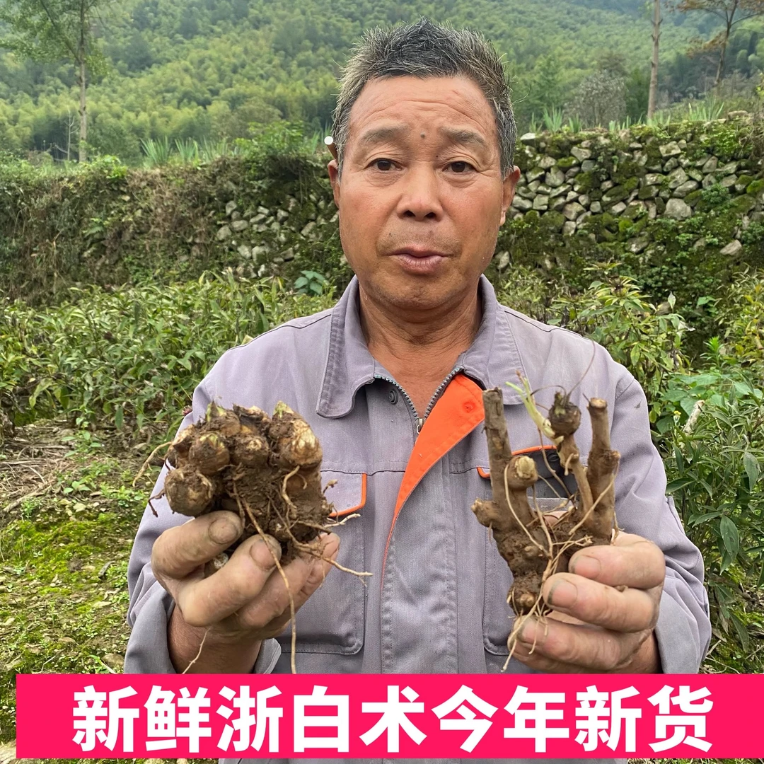 白术三年新鲜浙白术老品种白术炒白术生白术淤潜白术磐安白术