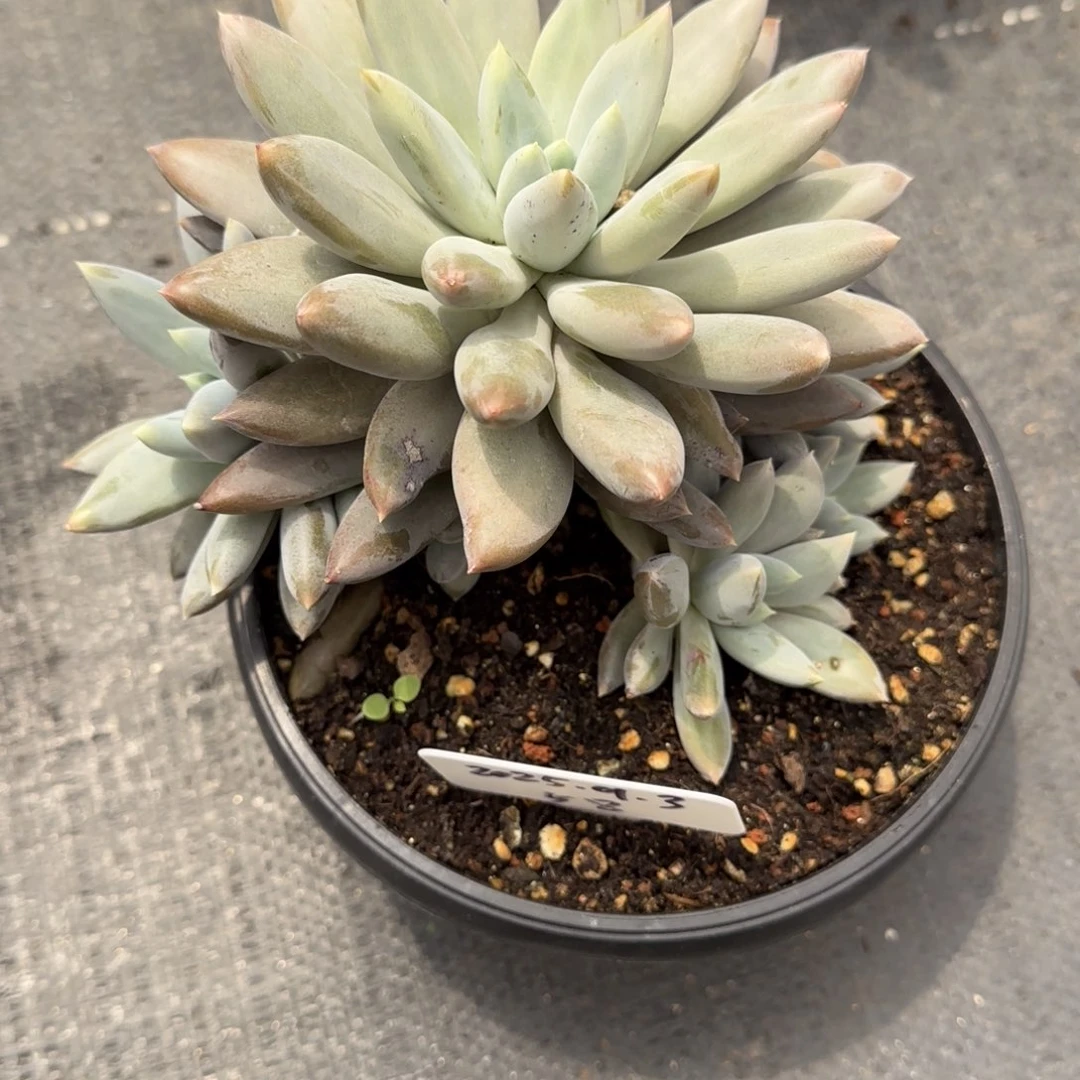 一物一拍哥特萝莉58