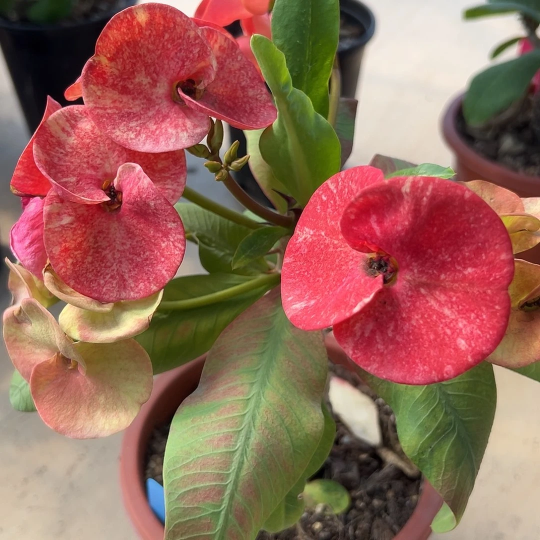 万道霞光泰国大花虎刺梅