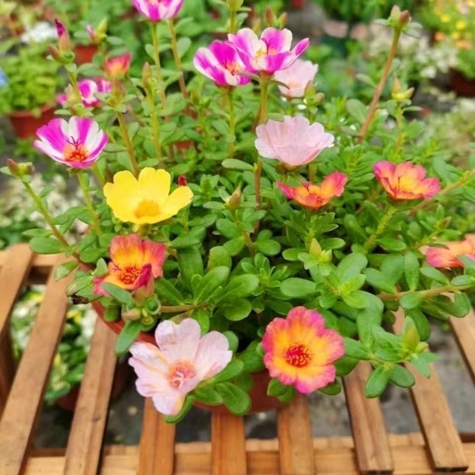 多头马齿苋单瓣太阳花多年生花期长耐热阳台庭院好养