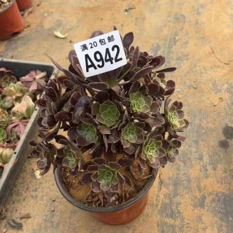 942欧嘉莉不包断枝