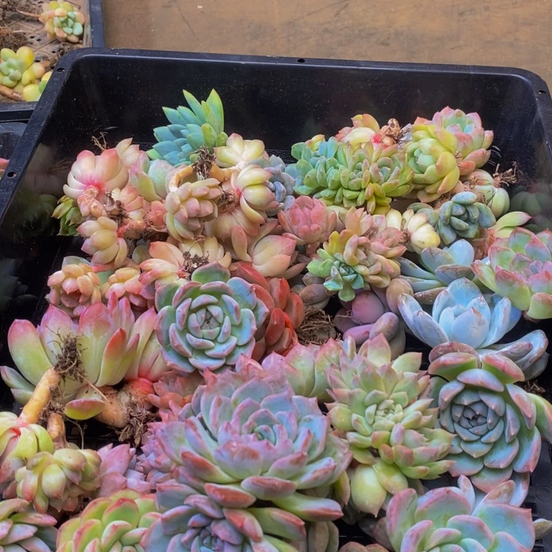 682的我是一个人去