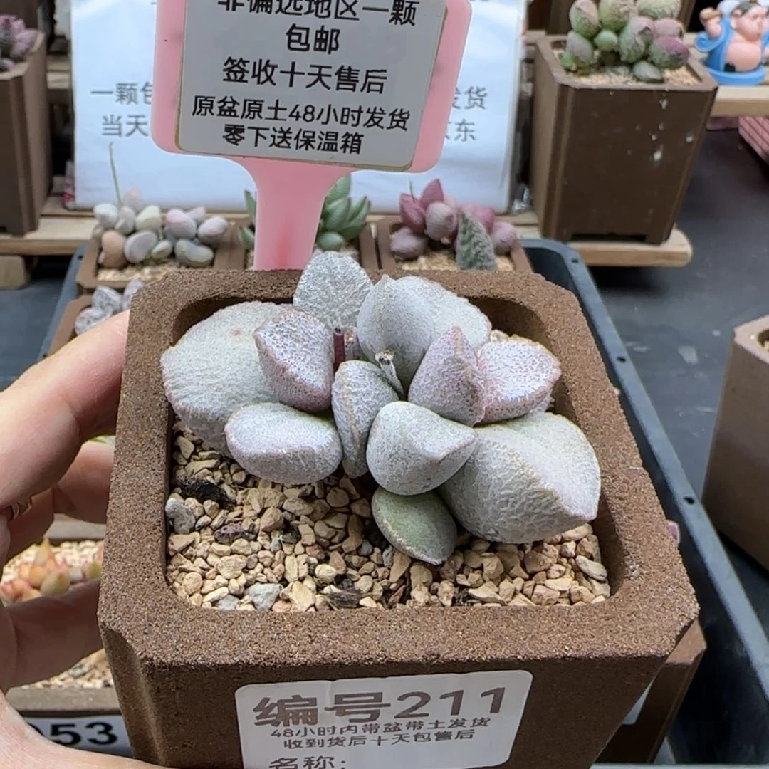 T**G211圣姬多肉植物