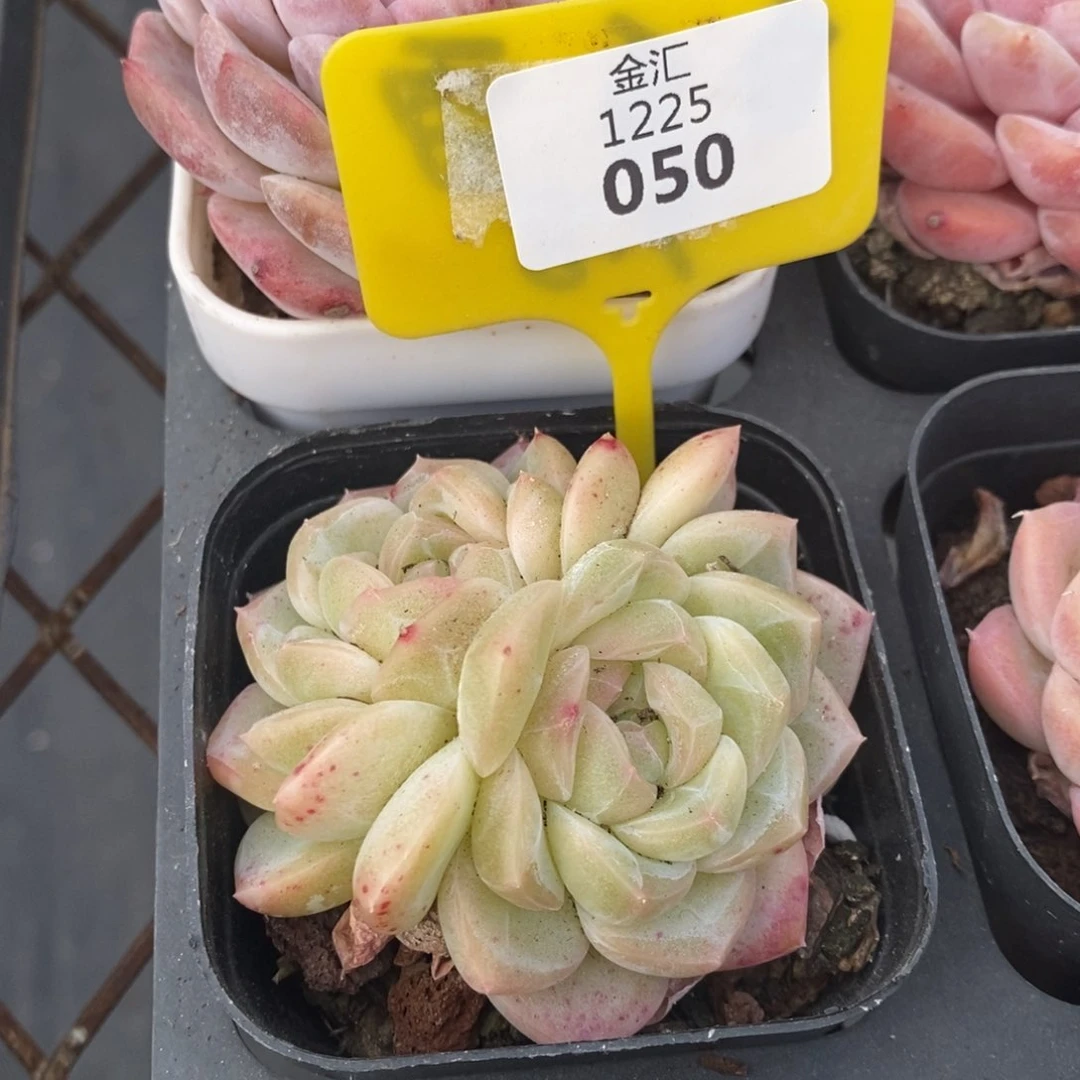 福利多多。1225050