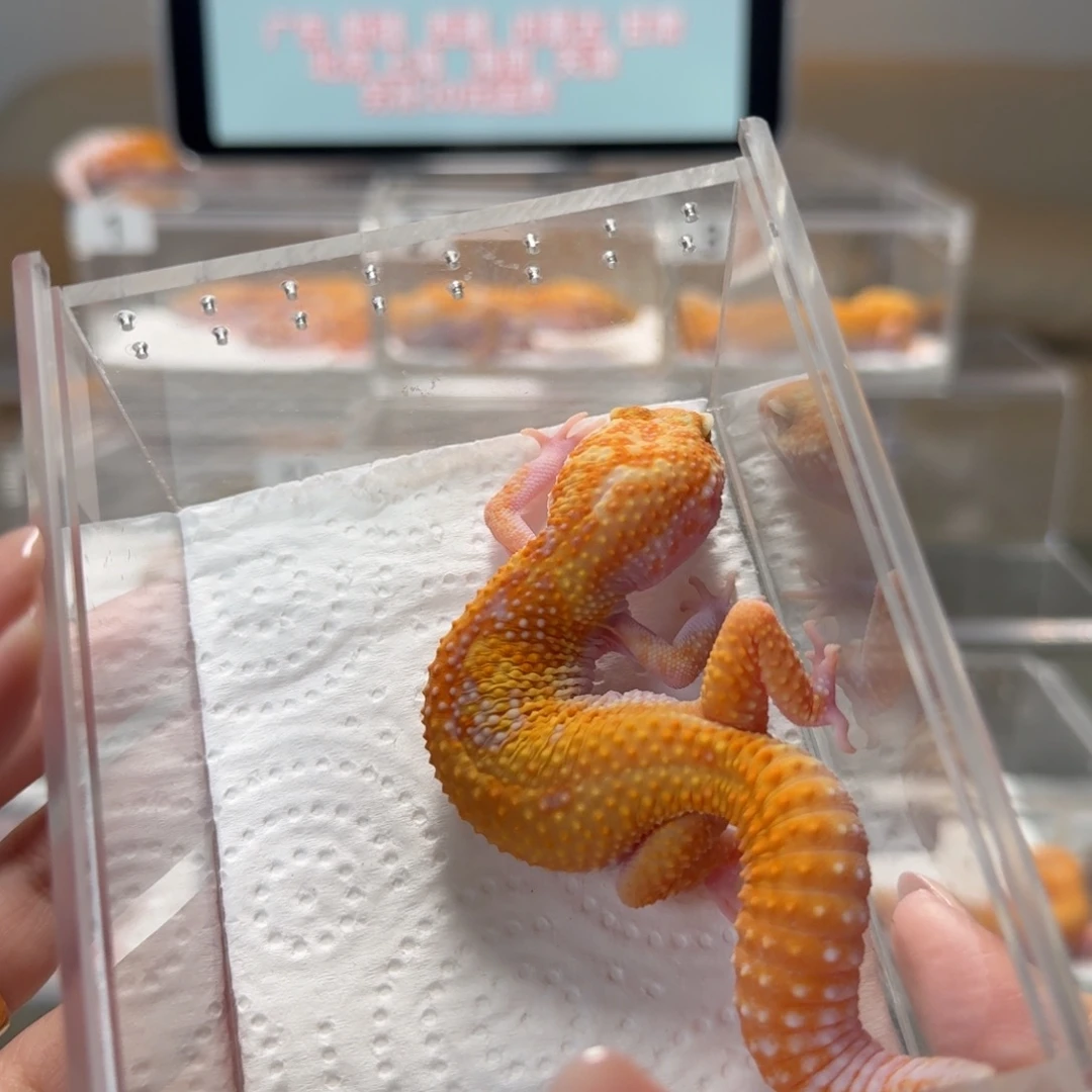 豹纹守宫暴龙妹妹